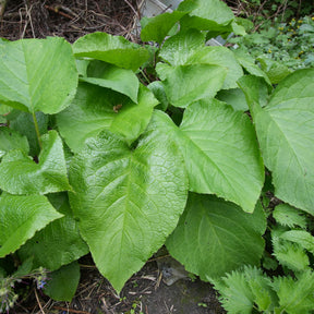 Orientalischer Rauling - Trachystemon orientalis - Willemse