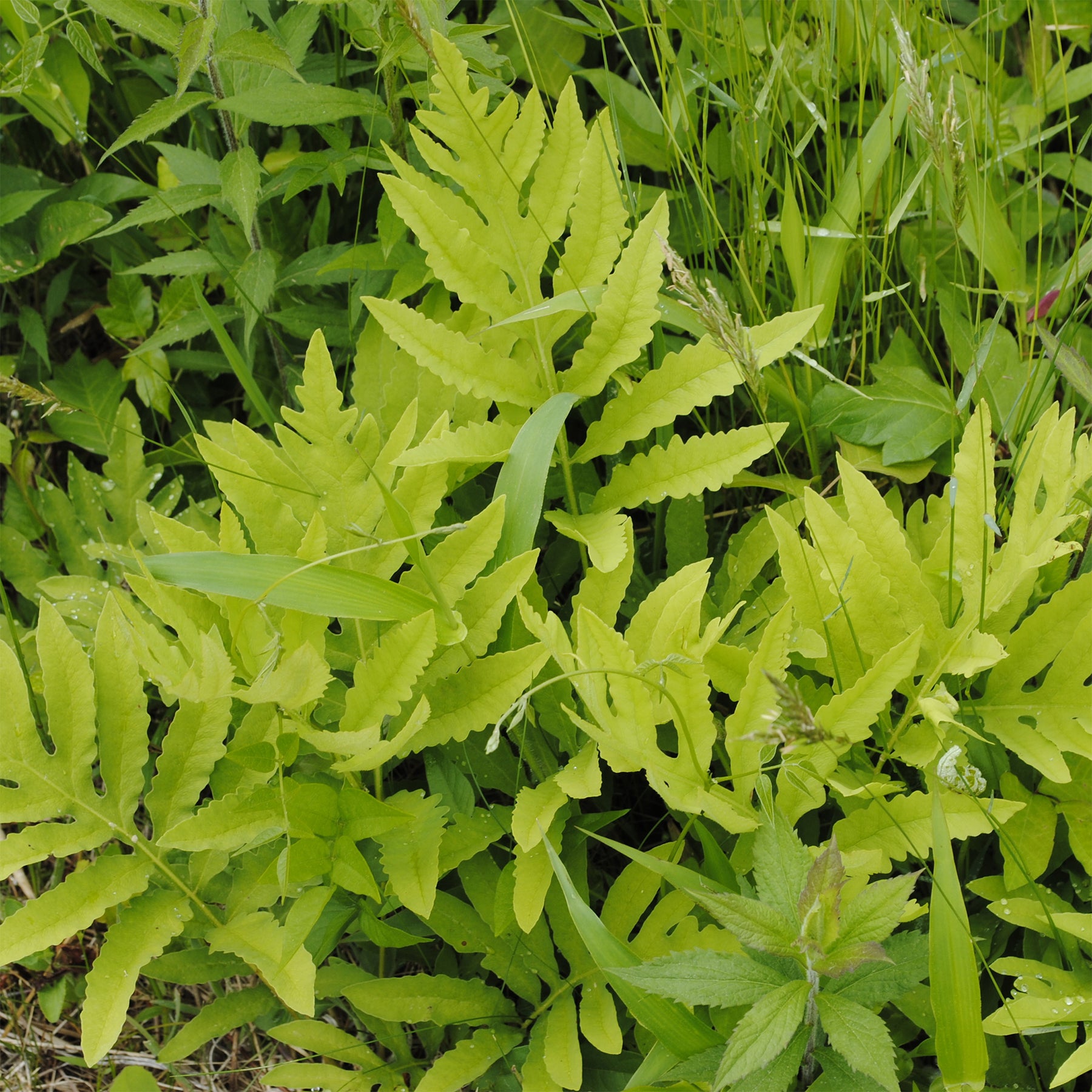 Perlfarn (Onoclea sensibilis) - Willemse