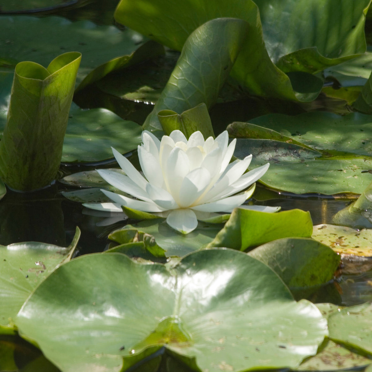 Nymphaea alba - Weiße Wasserlilie Große Wasserlilie - Seerosen