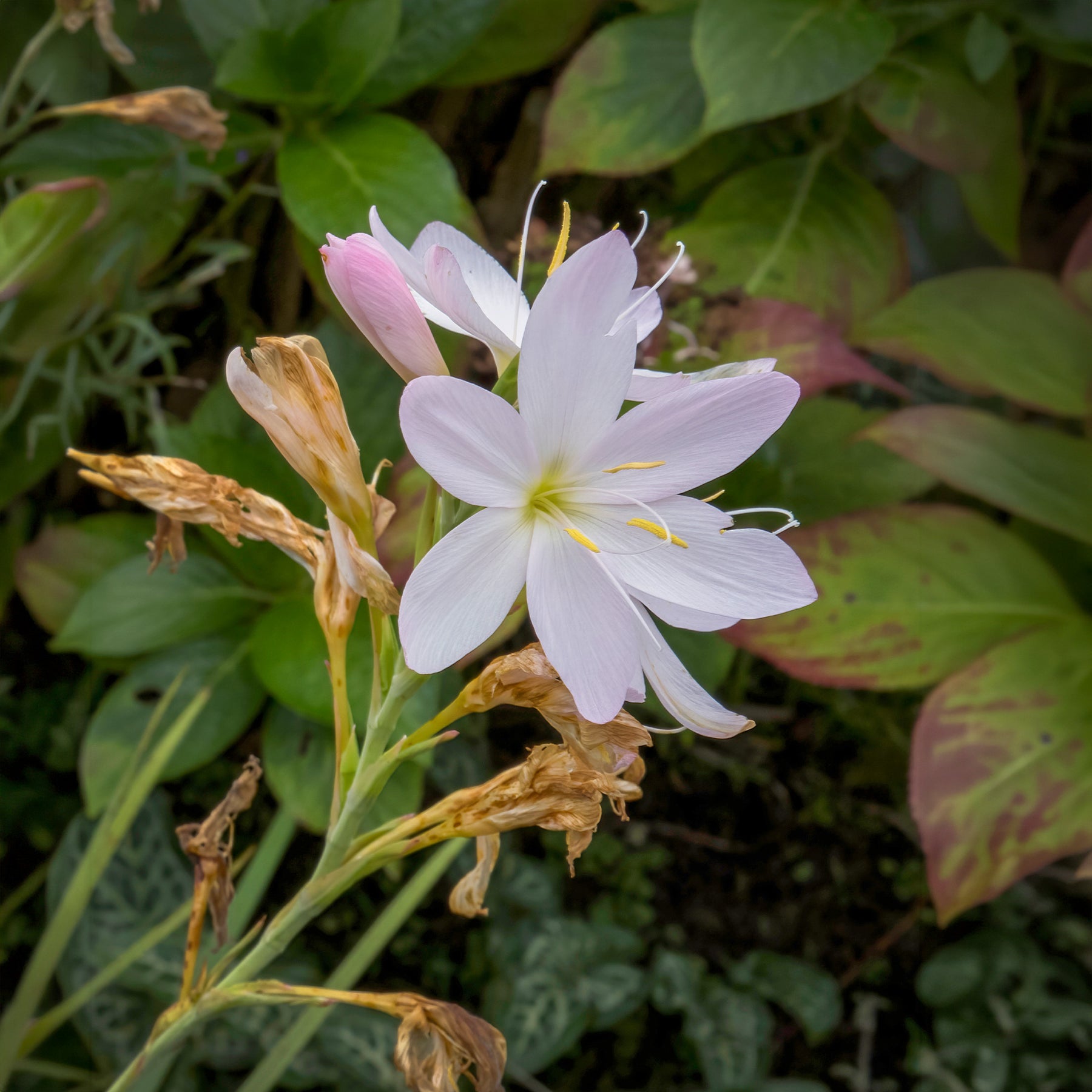Kaffernlilie weiß (Schizostylis) - Willemse