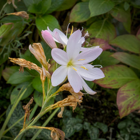 Kaffernlilie weiß (Schizostylis) - Willemse