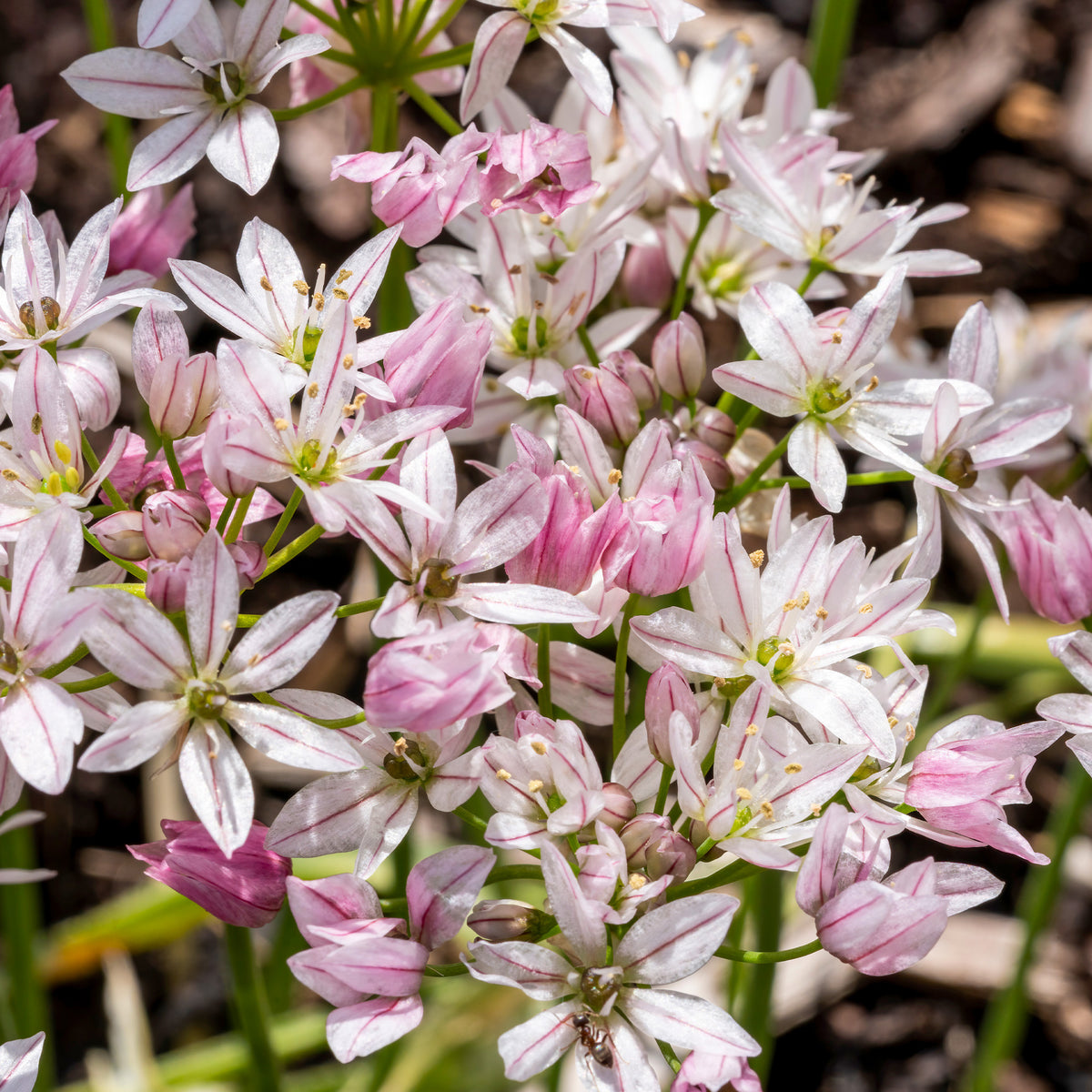 Pastelfarbene Tulpen Ice Cream und Zierlauch Blumenzwiebel Mischung (x15) - Tulipa ice cream, allium cameleon - Willemse