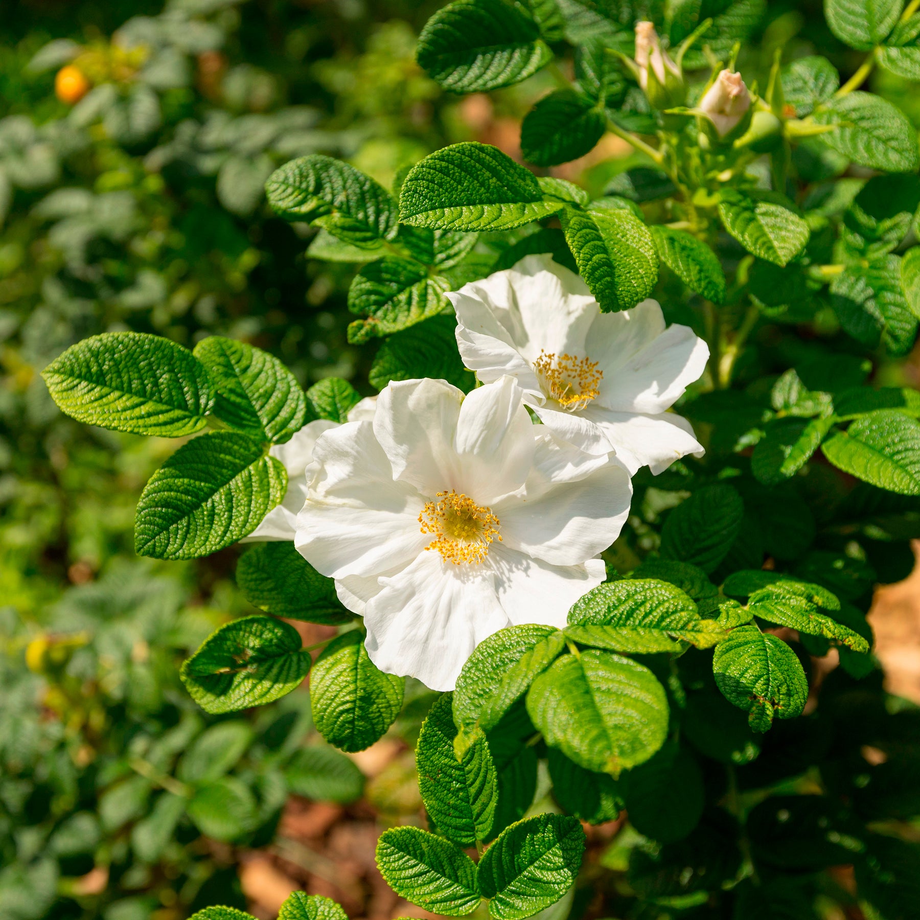 Weiße Apfelrose Alba - Willemse