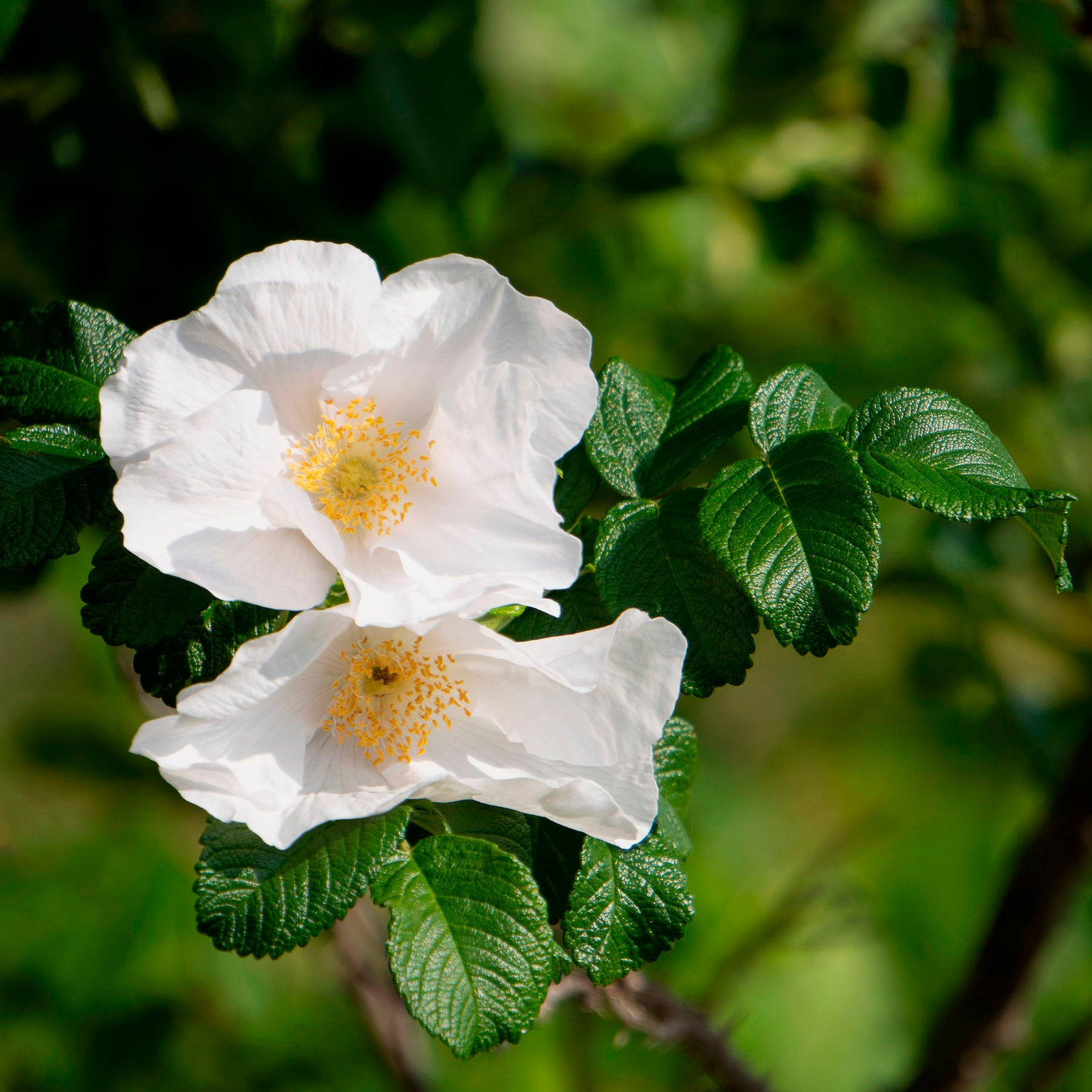 Rosen - Weiße Apfelrose Alba - Rosa rugosa alba