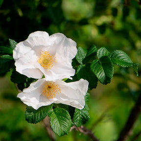 Rosen - Weiße Apfelrose Alba - Rosa rugosa alba