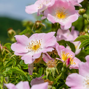 Hundsrose - Rosa canina - Willemse