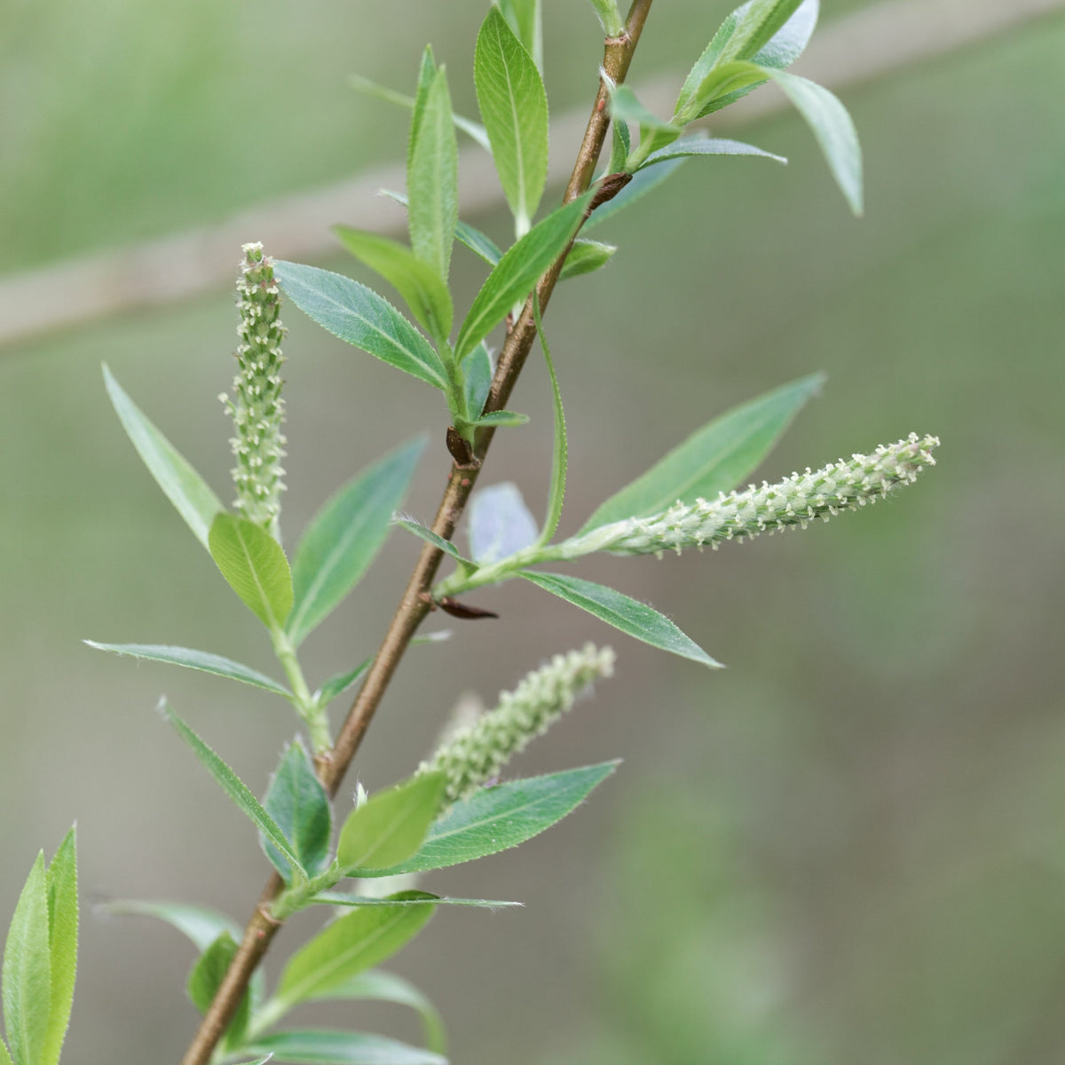 Mandel-Weide - Salix triandra - Willemse