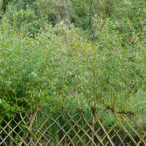 Braune Weide (Salix triandra) - Willemse