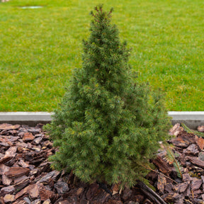 Zuckerhut-Fichte - Picea glauca Conica - Willemse