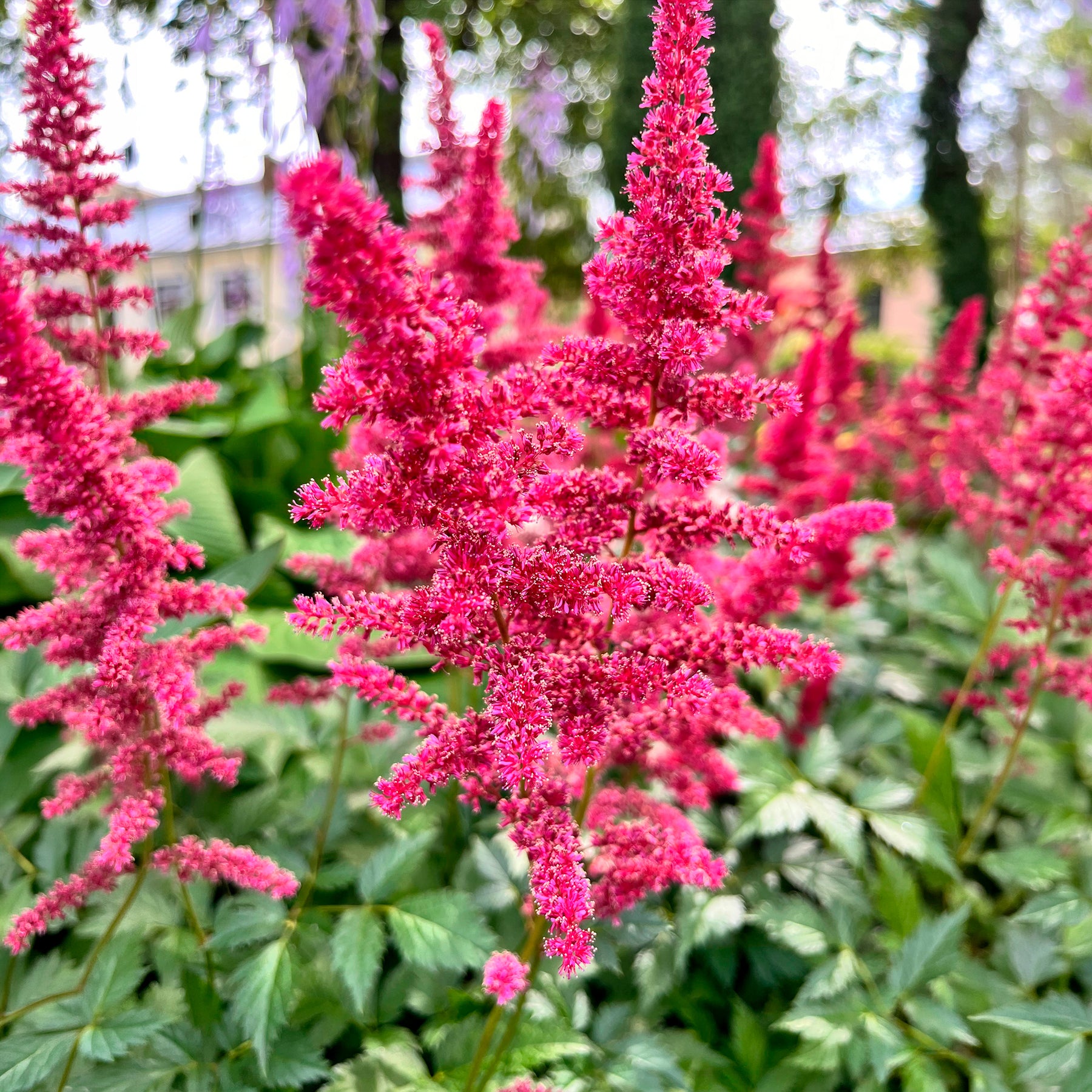 Arends Prachtspiere Fanal - Astilbe arendsii Fanal - Willemse