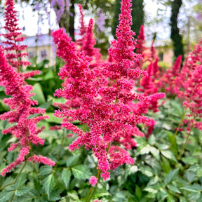 Arends Prachtspiere Fanal - Astilbe arendsii Fanal - Willemse