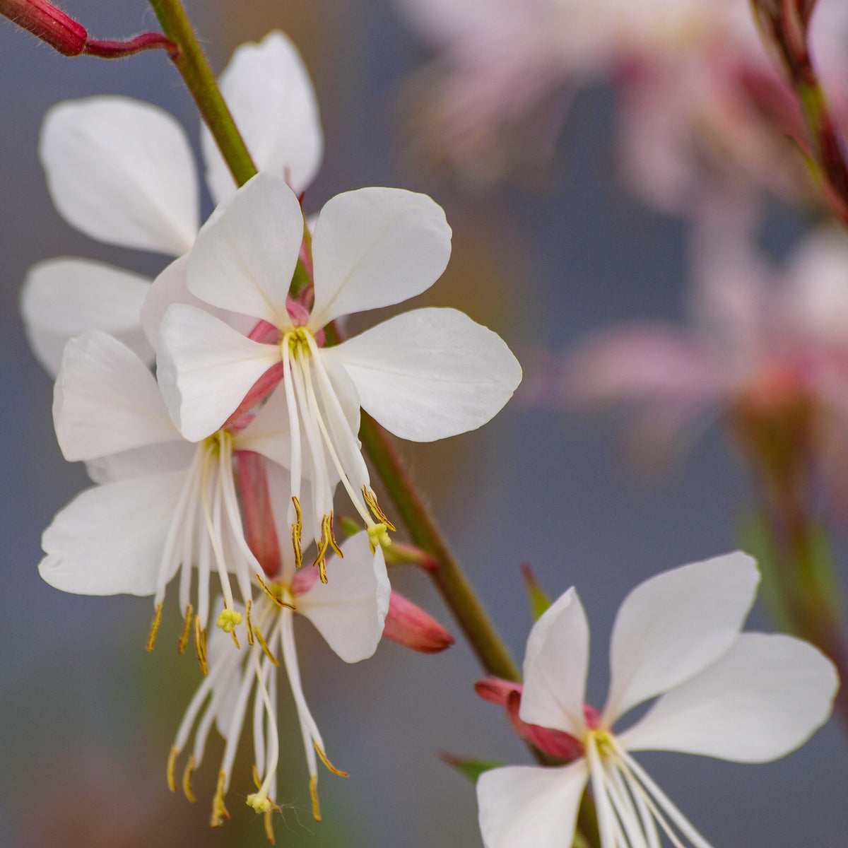 Verkauf Gaura Corrie's Gold - Gaura lindheimeri Corrie's Gold