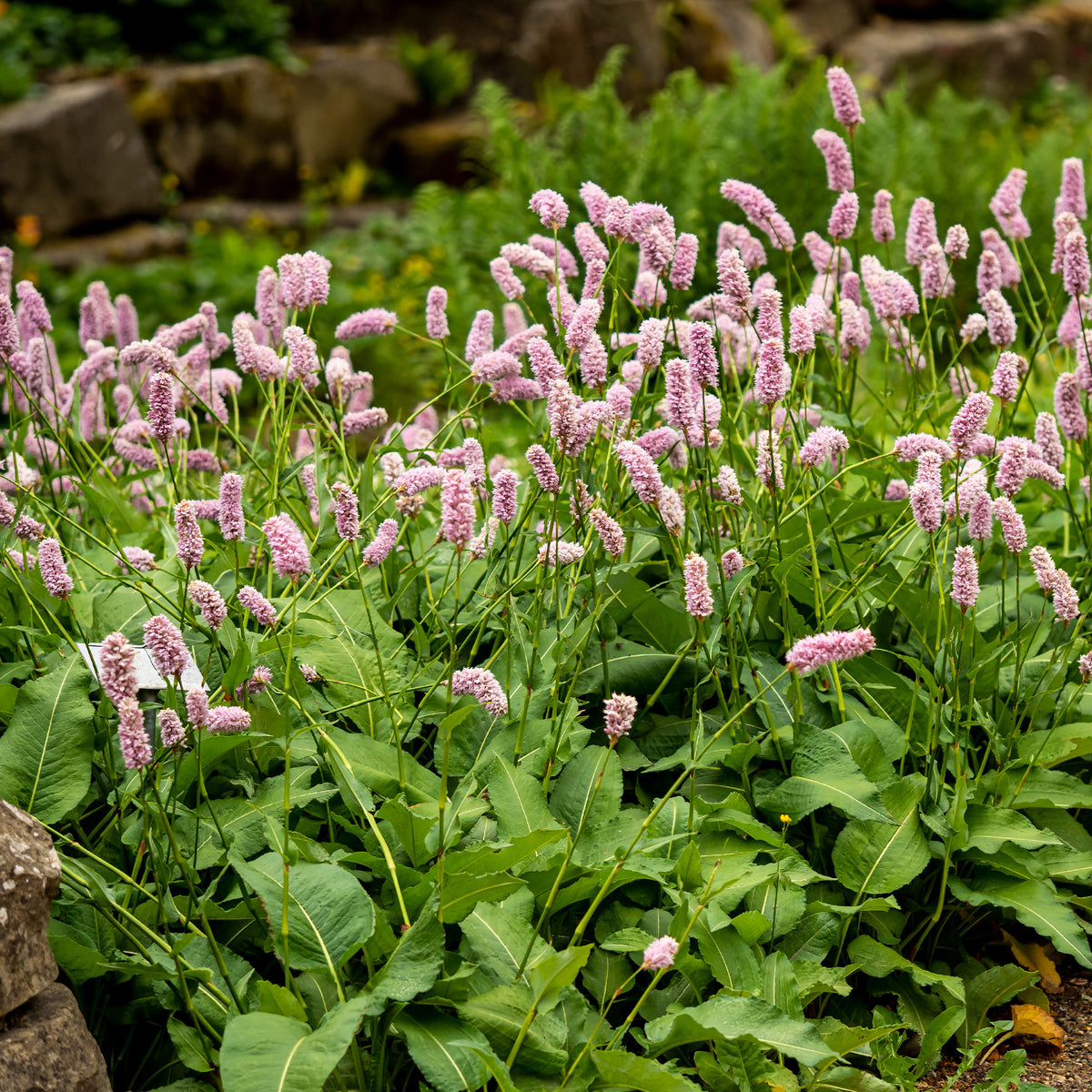 Knöterich Superba - Persicaria bistorta Superba - Willemse