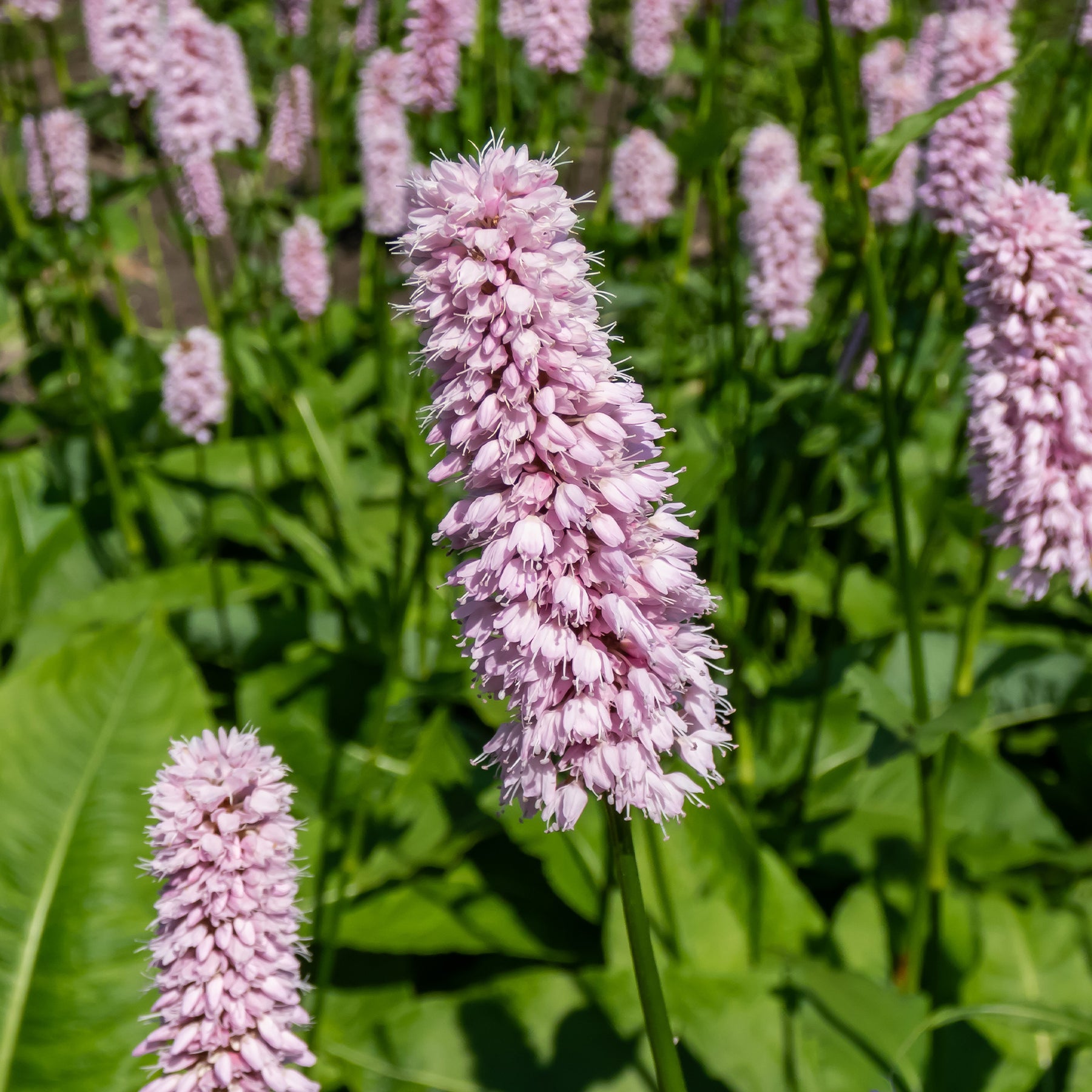 Persicaria bistorta Superba - Knöterich Superba - Stauden