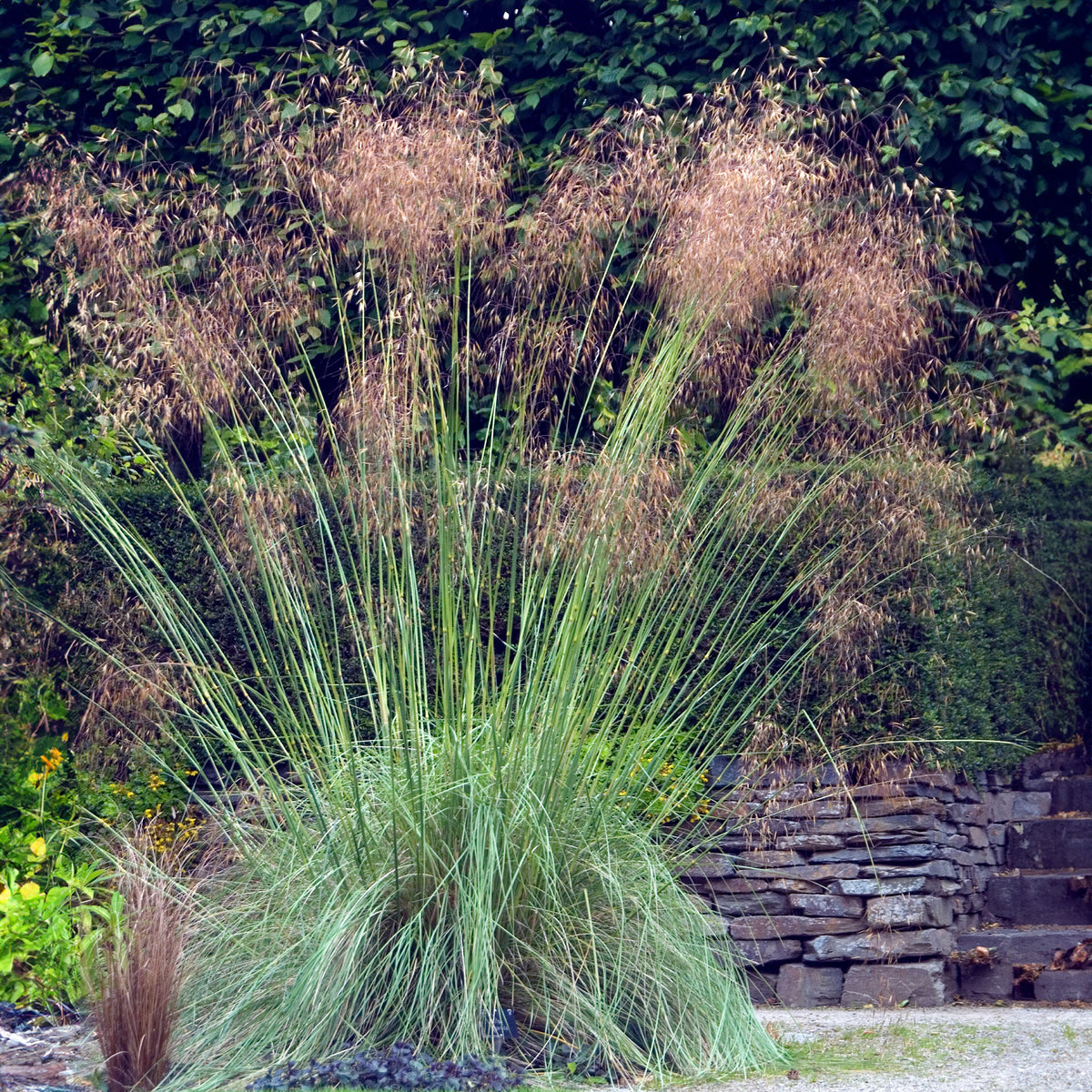 Riesige Stipe Riesiger Hafer - Stipa gigantea - Willemse