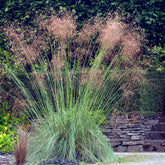 Riesen-Federgras (Stipa gigantea) - Stipa gigantea - Willemse