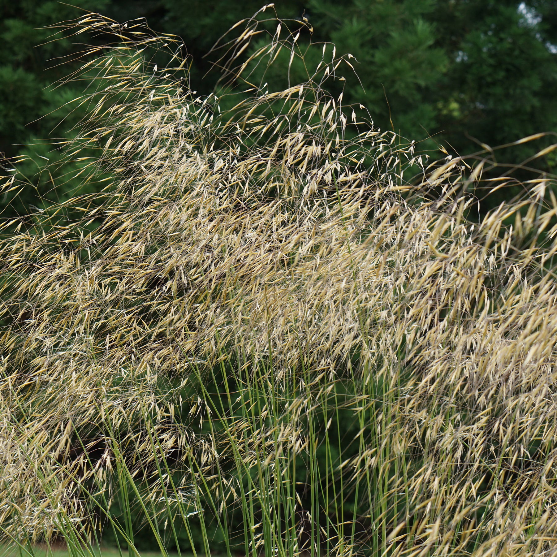Riesen-Federgras (Stipa gigantea) - Willemse