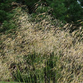 Riesen-Federgras (Stipa gigantea) - Willemse