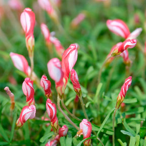 Oxalis ‘Versicolor’ (x15)