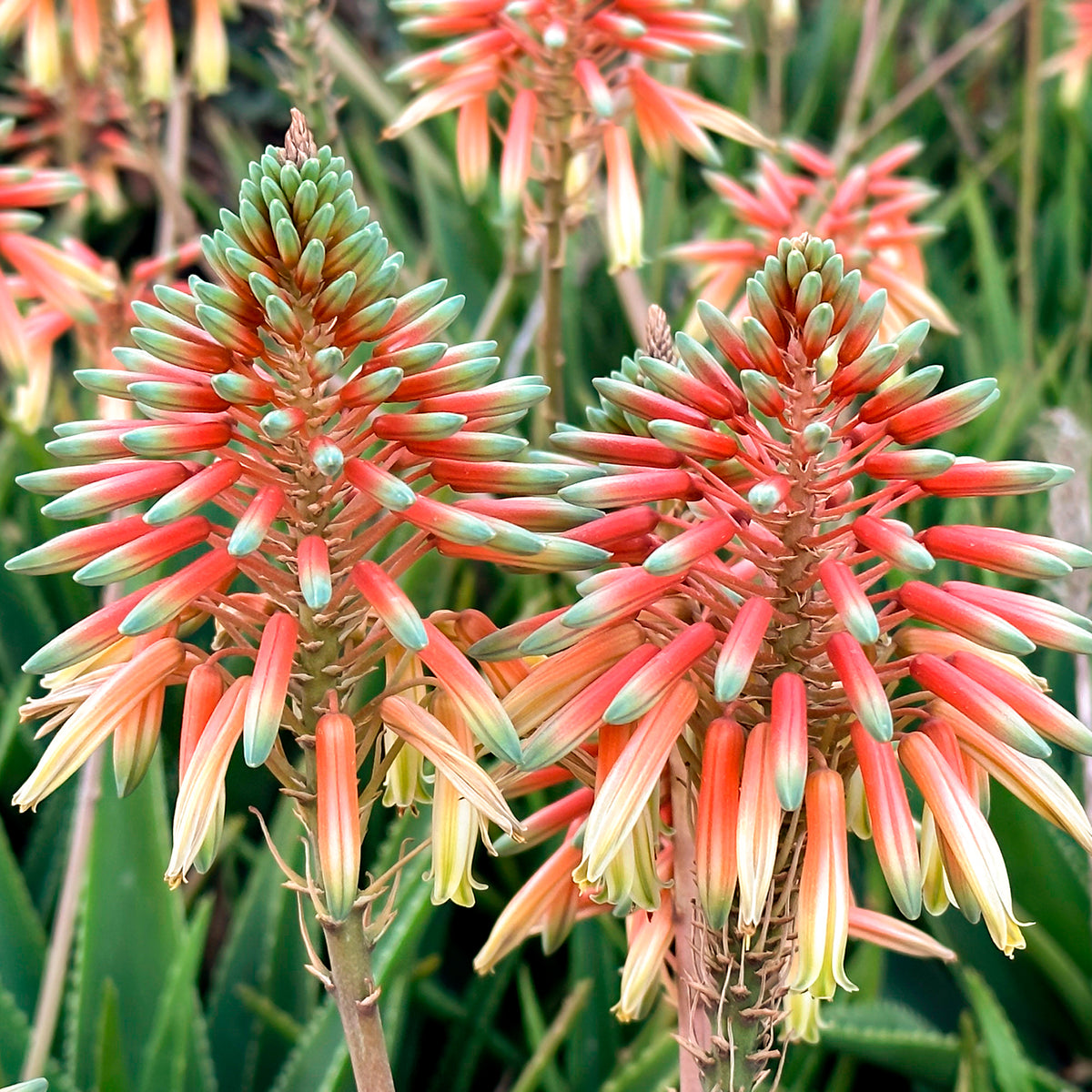 Agave - Aloe Safari Sunrise - Aloe x safari Sunrise ®