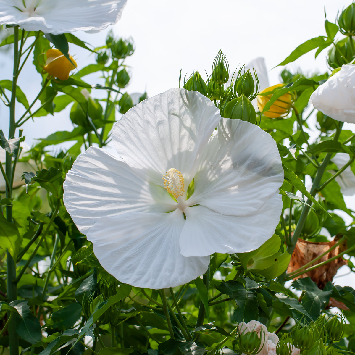 Sumpf-Eibisch Extreme Pure White - Hibiscus moscheutos extreme pure white ® (improved) - Willemse