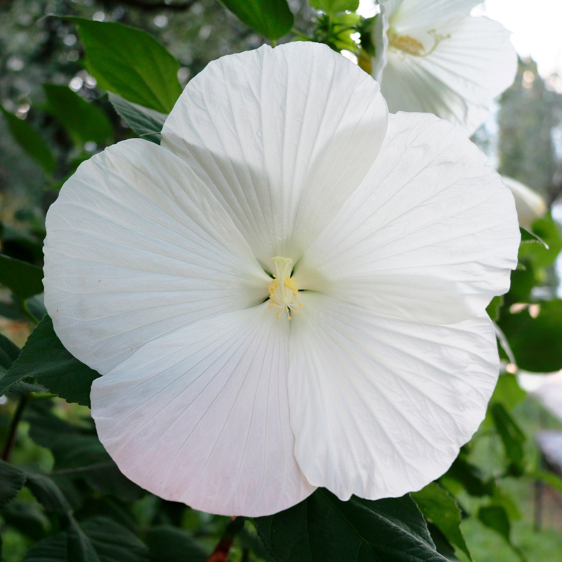 Sumpf-Eibisch Extreme Pure White - Willemse
