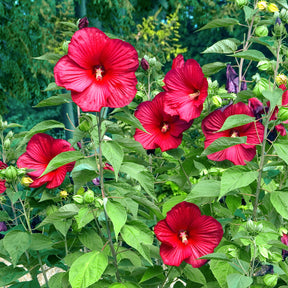 Roseneibisch Luna Red - Willemse