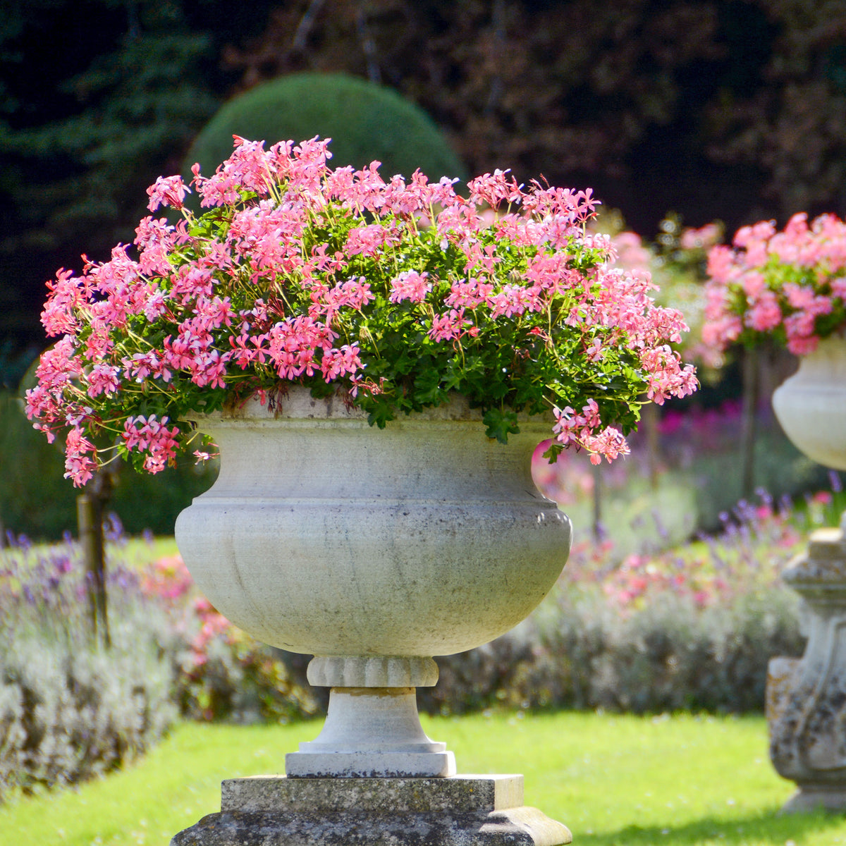 Hängegeranie rosa - Pelargonium peltatum - Willemse