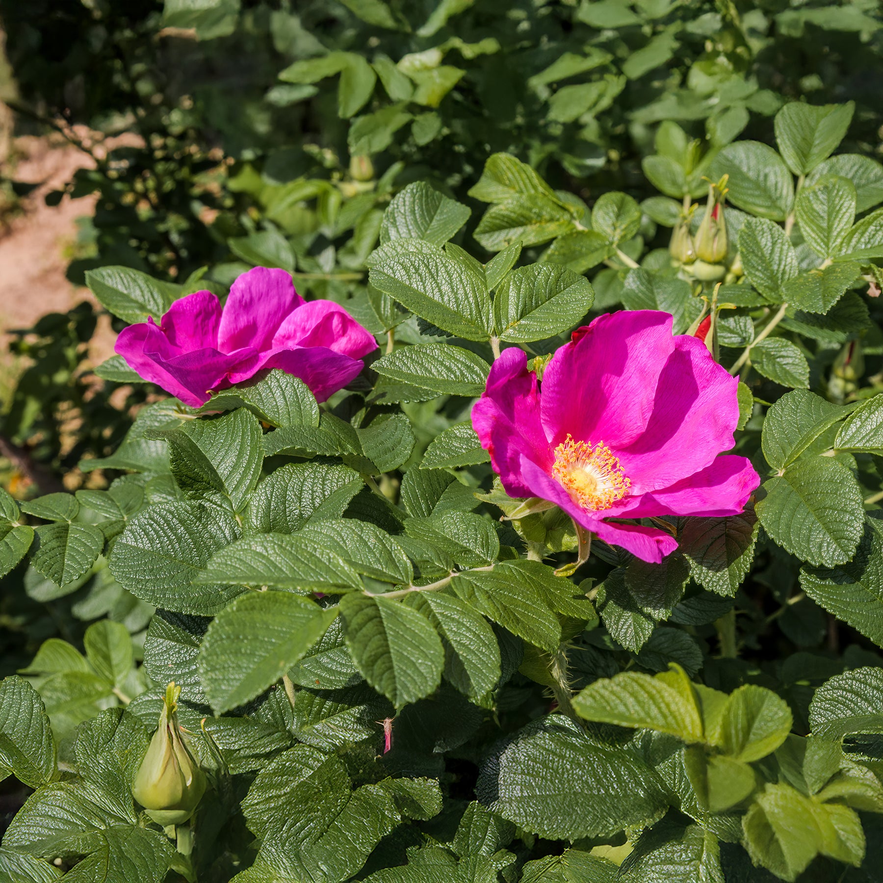 Verkauf Kartoffelrose ‘Rubra’ - Rosa rugosa rubra