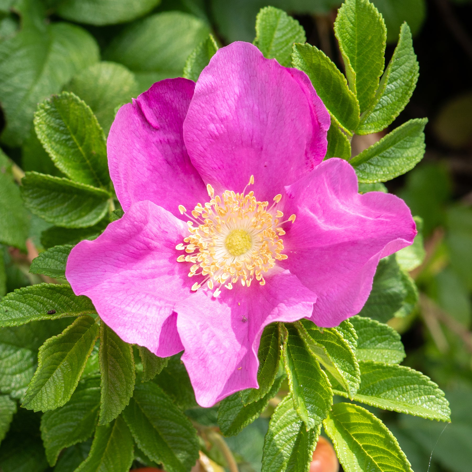 Kartoffelrose ‘Rubra’ - Rosen - Willemse