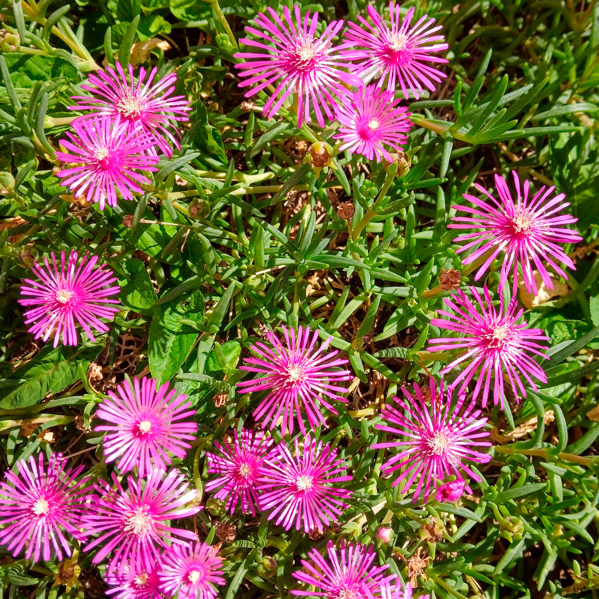 Delosperma cooperi - Stauden Mittagsblume - Mehrjährige Bodendecker