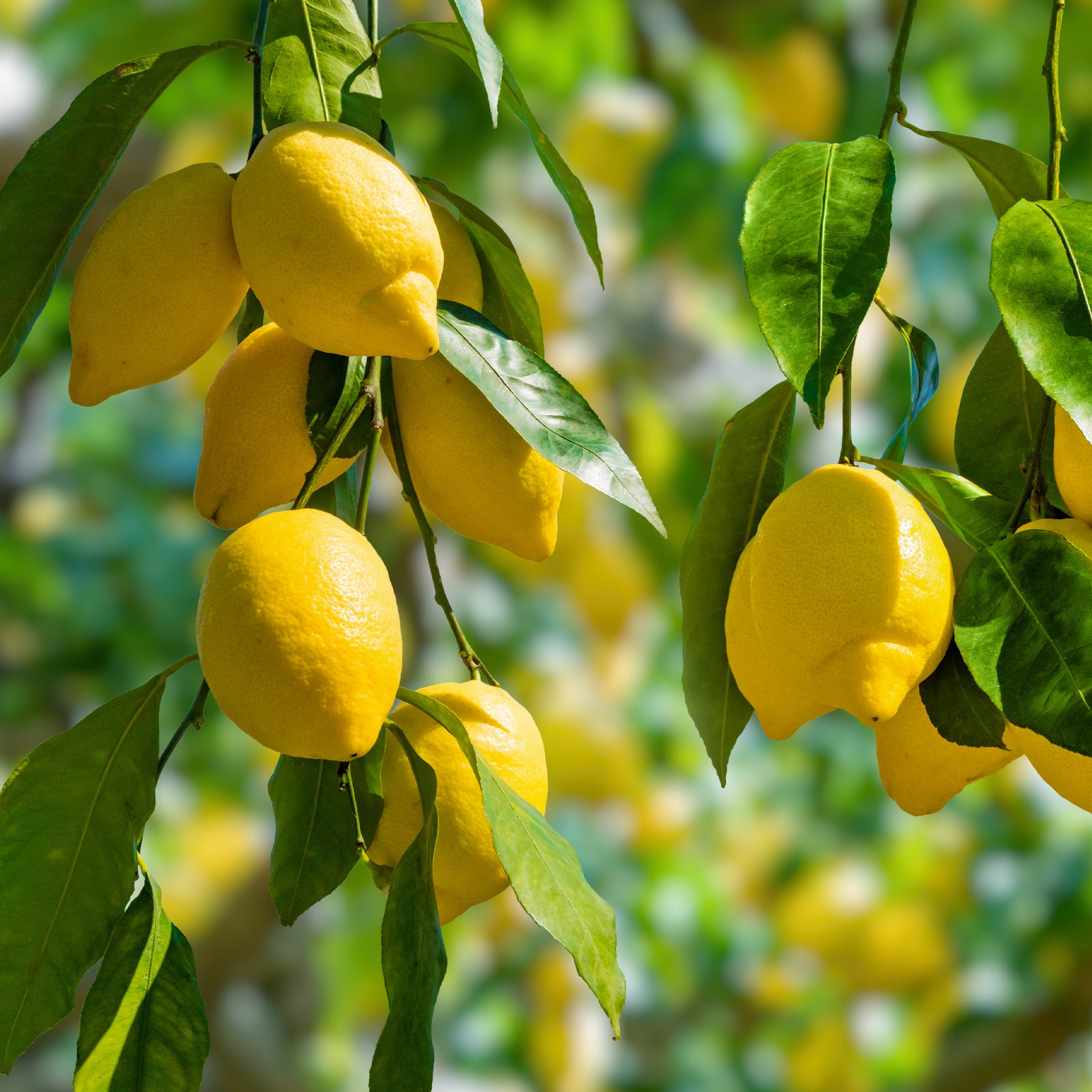 Zitronenbaum - Willemse