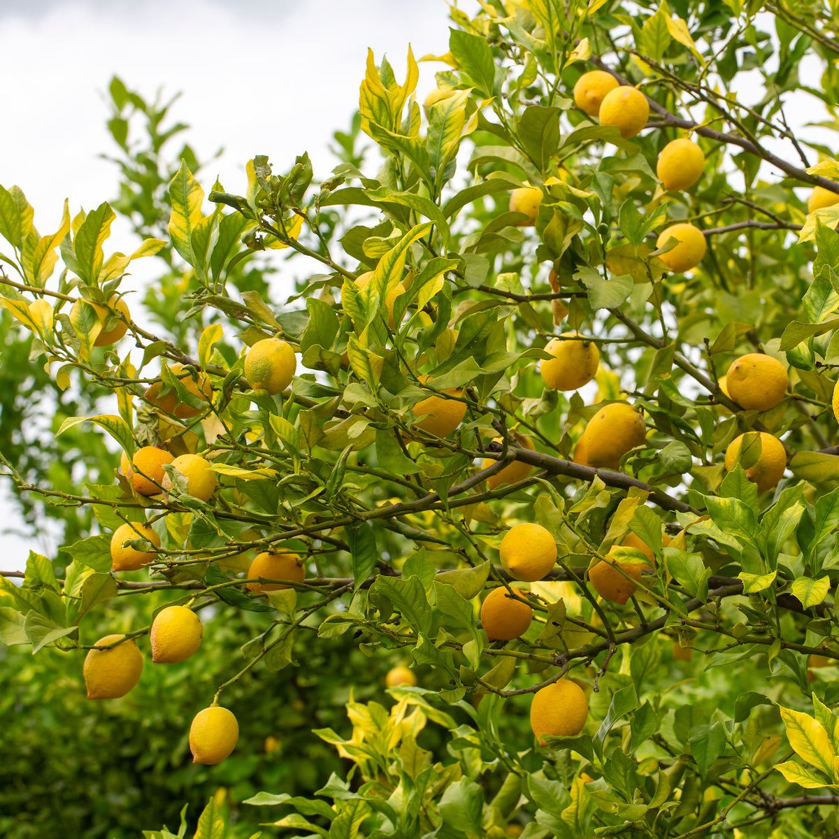 Zitronenbaum - Citrus limon - Willemse