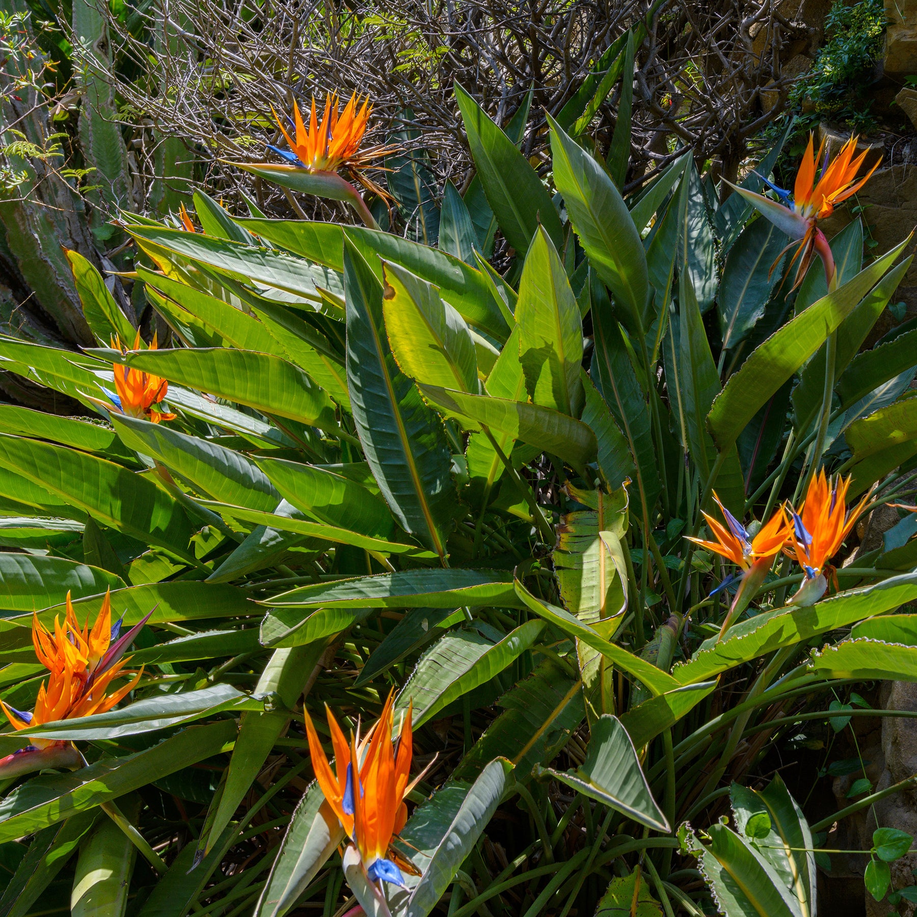 Paradiesvogelblume Strelitzia - Strelitzia reginae - Willemse