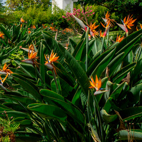 Strelitzia reginae - Paradiesvogelblume Strelitzia - Strelitzia reginae - Paradiesvogelblume