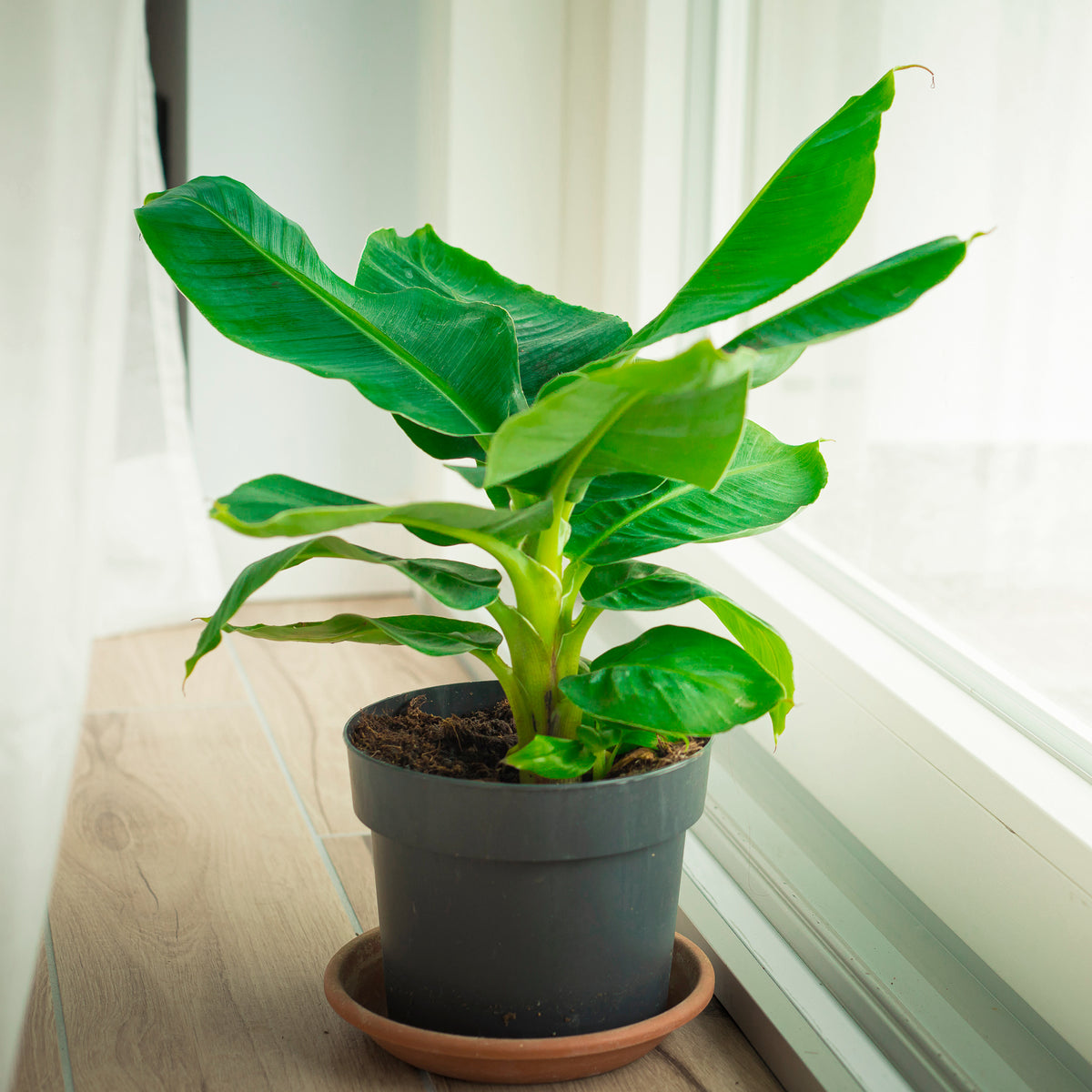 Zwergbanane Dwarf Cavendish