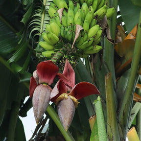 Bananenbaum   - Japanische Bananenpflanze Ever Red - Musa sikkimmensis Ever Red