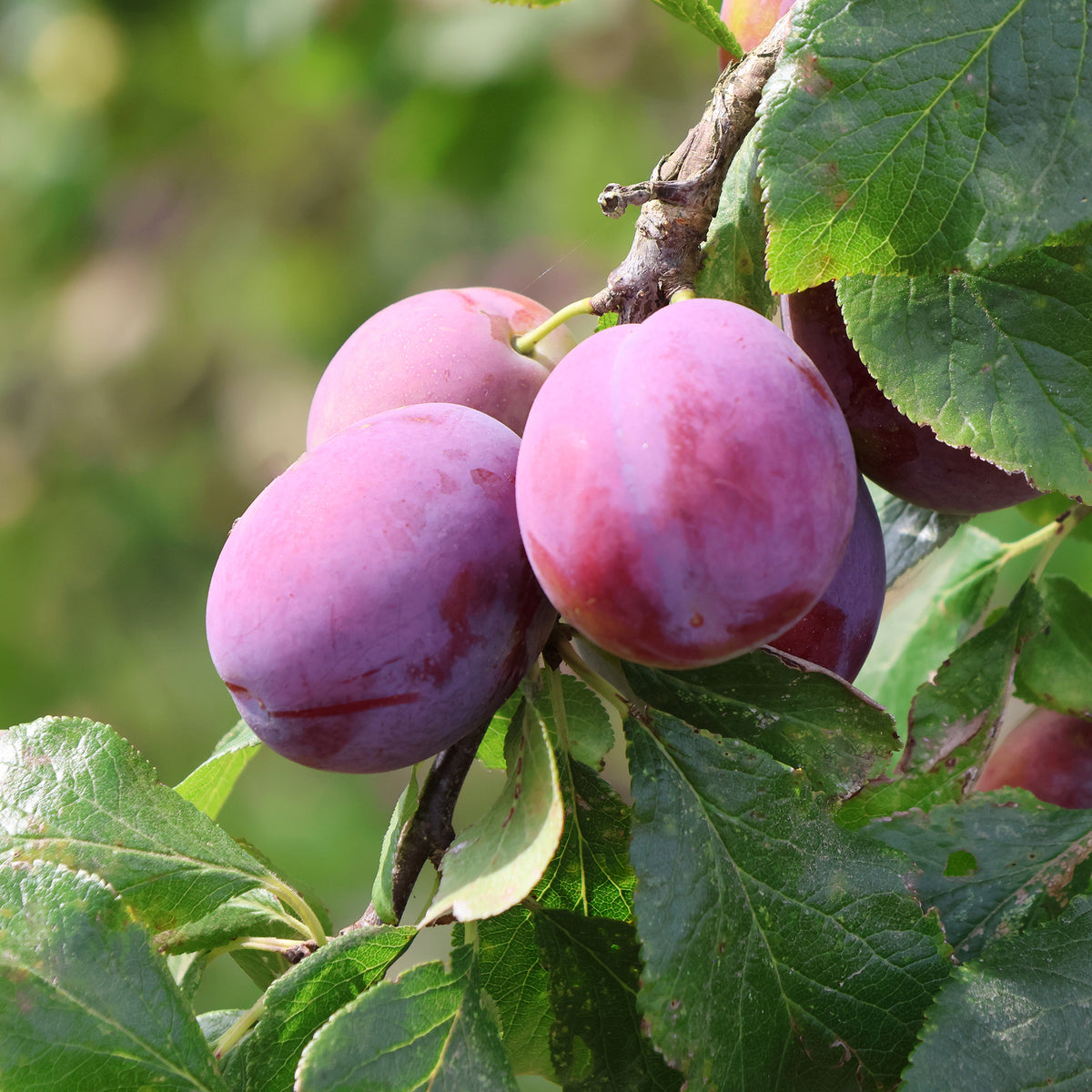 Pflaume Victoria - Prunus domestica victoria - Willemse