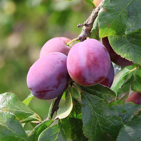 Pflaume Victoria - Prunus domestica victoria - Willemse