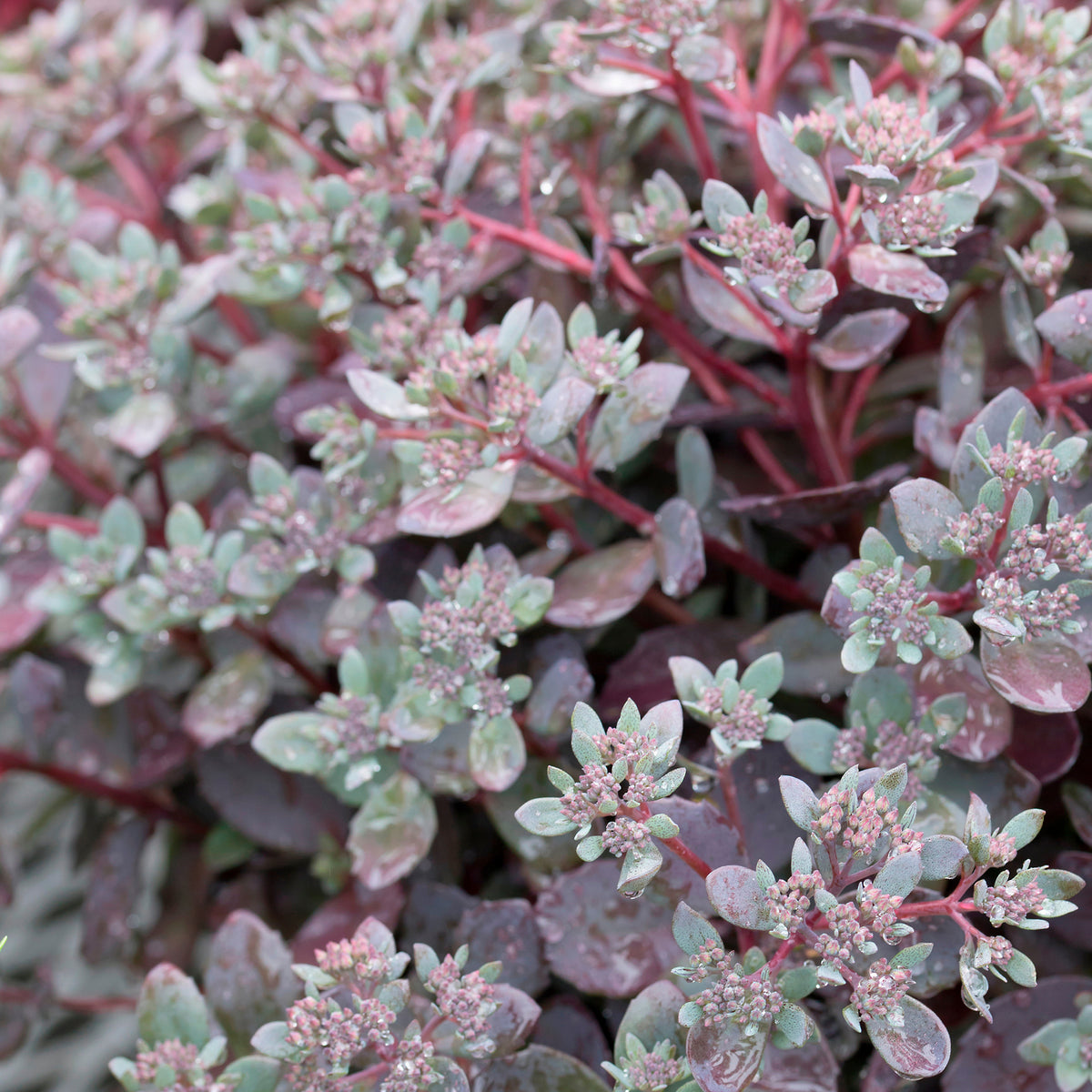 Sedum Dazzleberry - Fetthenne SunSparkler Dazzleberry - Sedum - Fetthenne