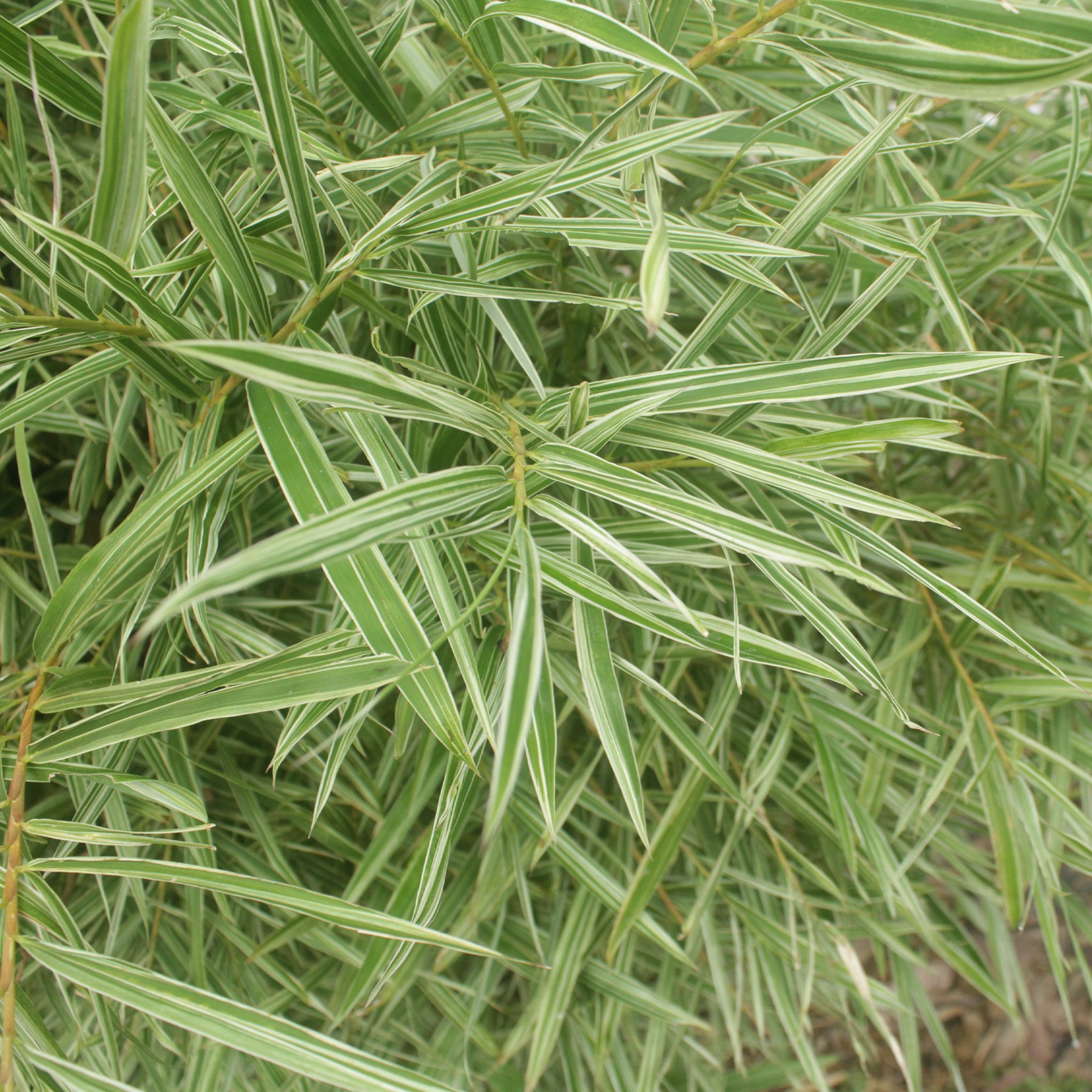 Pleioblastus fortunei variegata - Buntlaubiger Zwergbambus - Bambus - Bambuseae