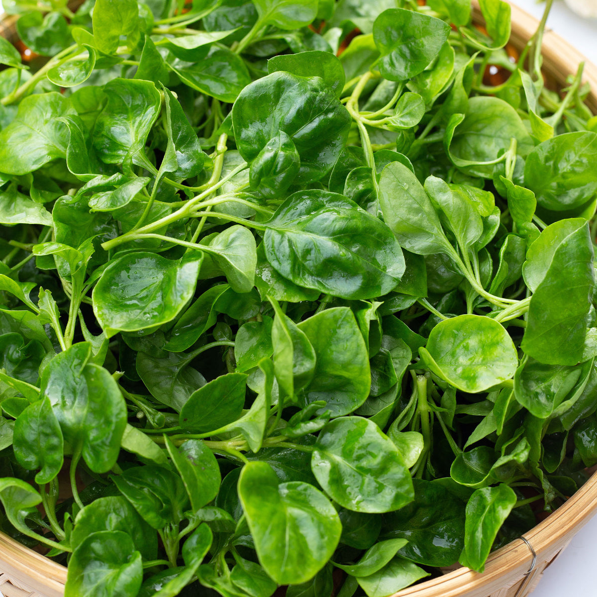 Spinat Columbia F - Nasturtium officinale - Willemse