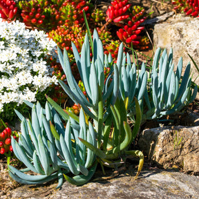 Senecio mandraliscae - Blaue Strohhalme - Immergrüne Sträucher