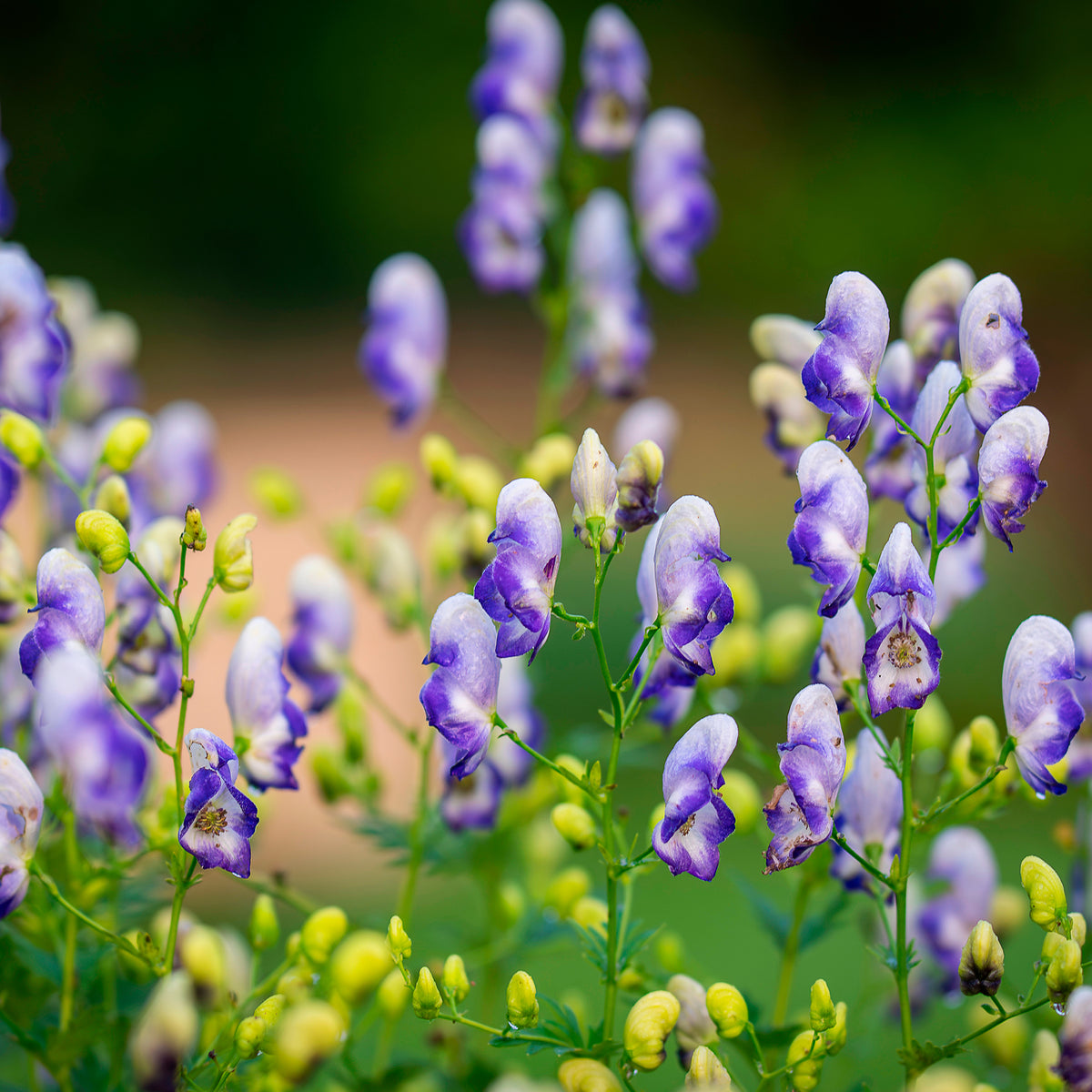 Weißblaublühender Eisenhut Bicolor