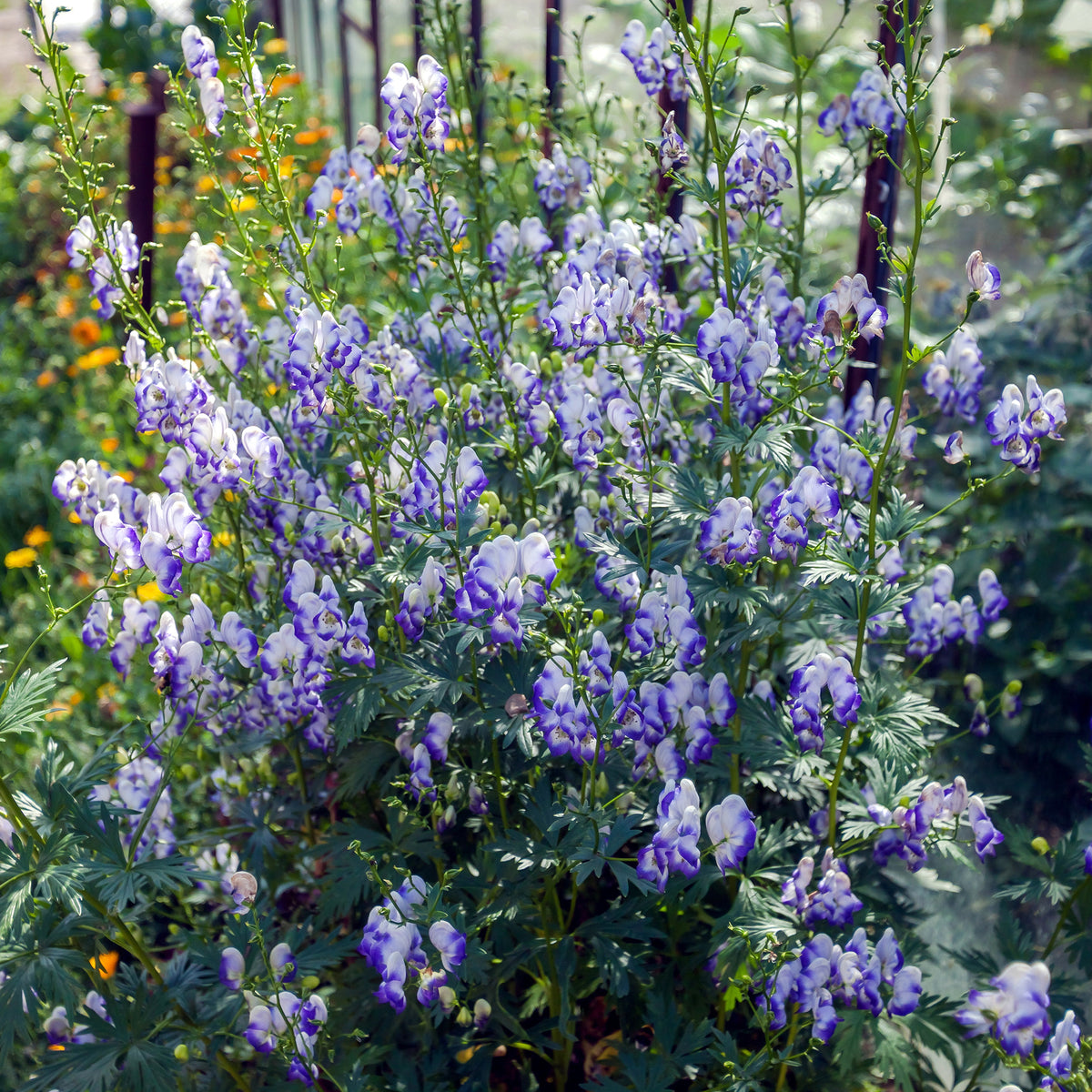 Weißblaublühender Eisenhut Bicolor