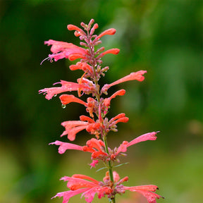 Duftnessel Kudos Coral - Agastache Kudos Coral - Willemse