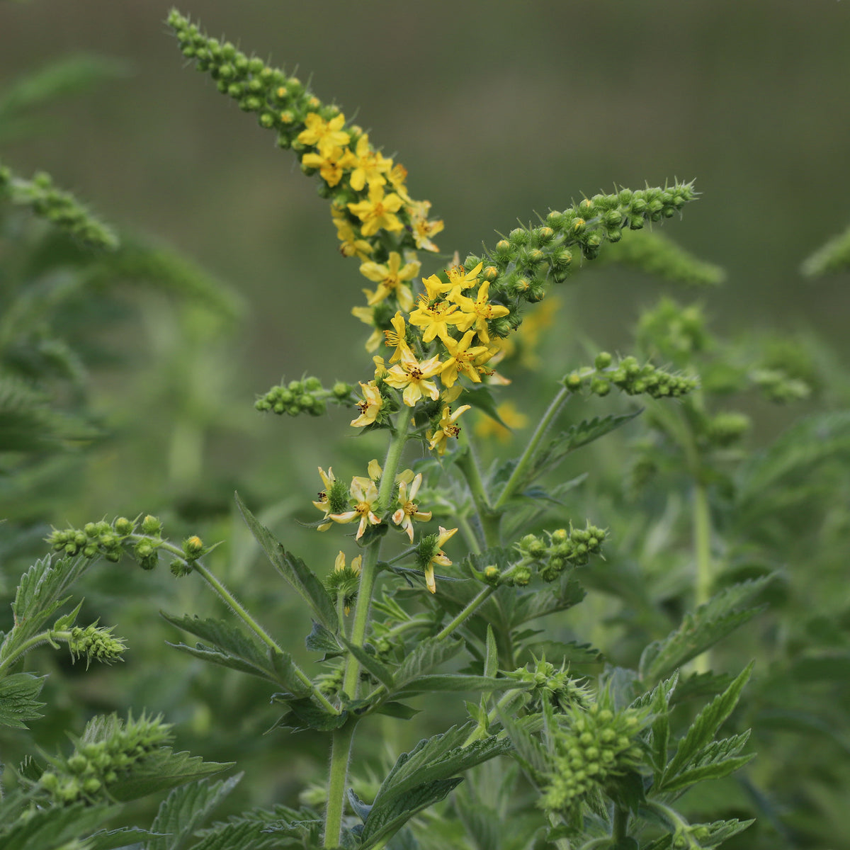 Gemeiner Odermennig - Agrimonia eupatoria - Willemse