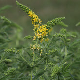 Gemeiner Odermennig - Agrimonia eupatoria - Willemse