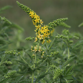 Gemeiner Odermennig - Agrimonia eupatoria - Willemse