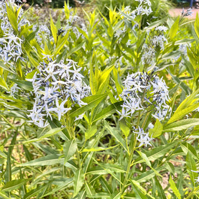 Blaustern-Weideblättrige Amsonie - Willemse